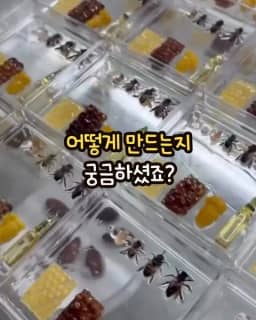 나예상점 한살이 표본 공구 사진